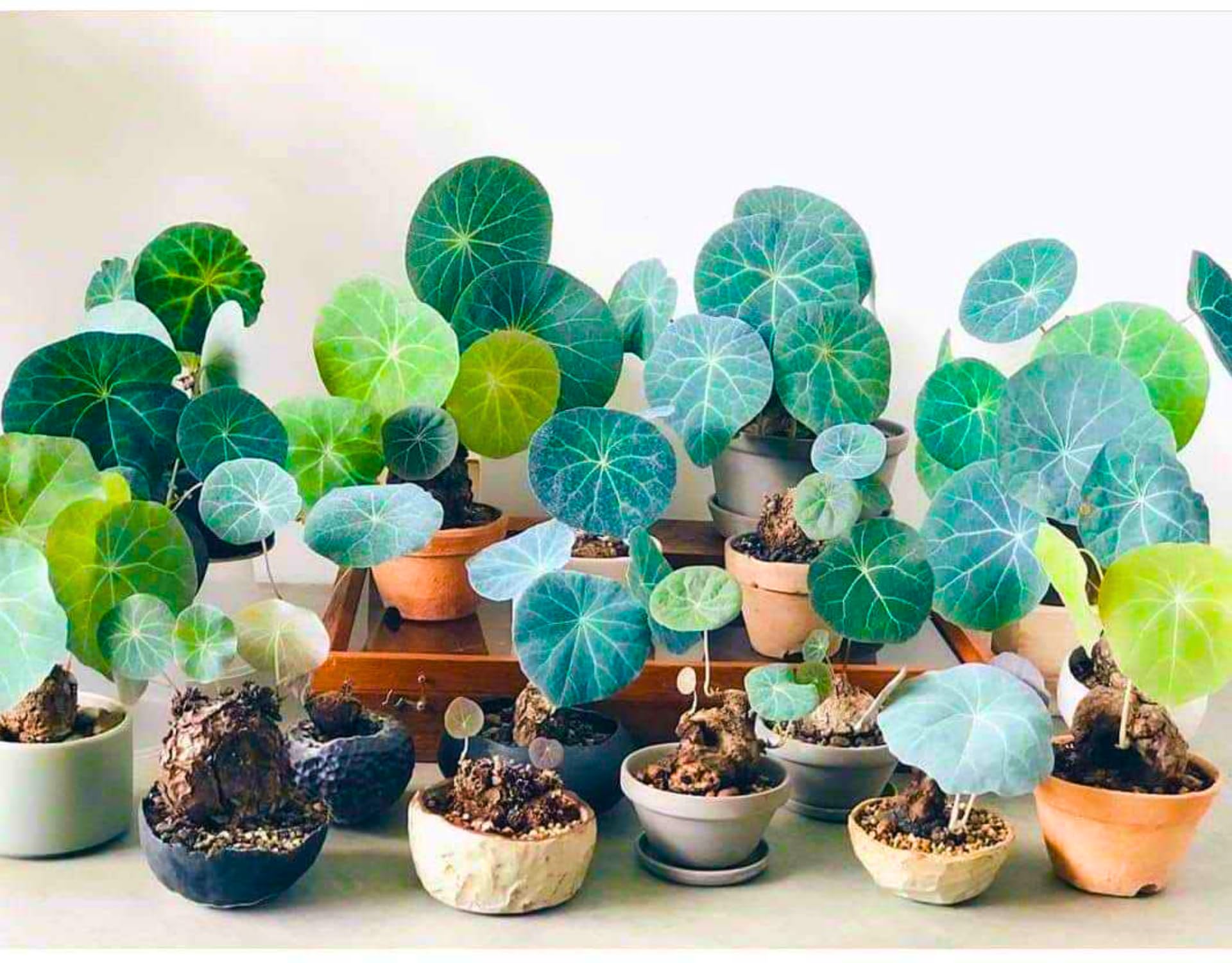 Amazon.com : 6-7 Cm Stephania Cephalantha Plant Caudex, Already